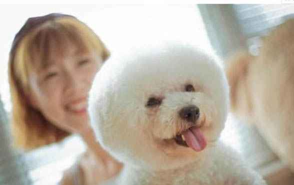 比熊犬的壽命有多少年?
