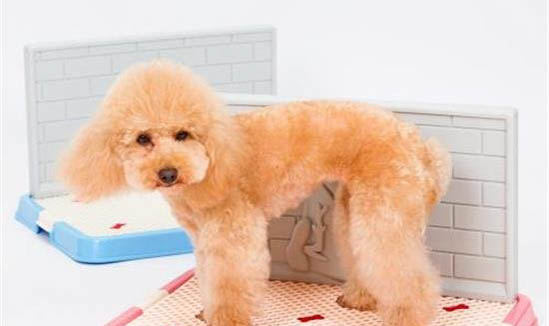 狗狗得了犬瘟還能活嗎