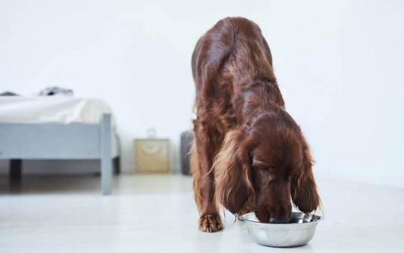 小型犬狗糧可以給大型犬吃嗎