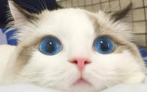 小貓絕育以后多久可以驅蟲