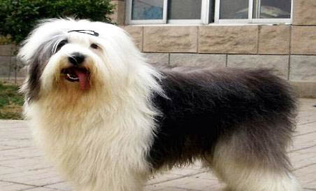 狗狗細小的癥狀有哪些