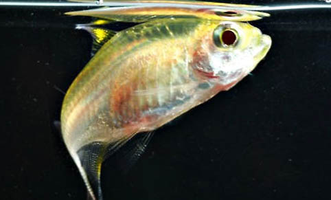 純凈水可以養(yǎng)魚嗎?