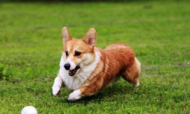 怎么看柯基犬純不純