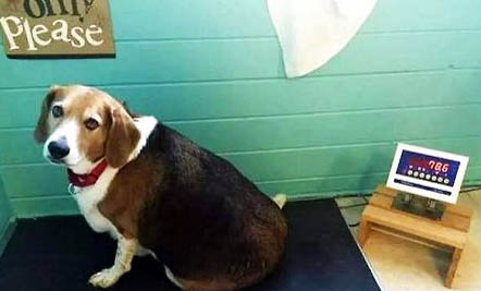 犬瘟加細(xì)小能活多久