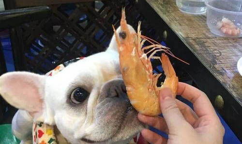 狗狗什么時候大小便
