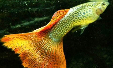 紅尾禮服孔雀魚好養嗎