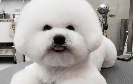狗狗腎衰竭都有哪些癥狀