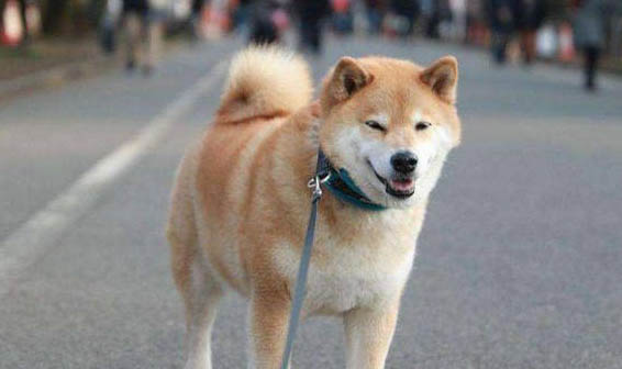 柴犬和秋田犬哪個(gè)好養(yǎng)
