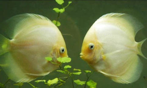 七彩魚幾天換一次水