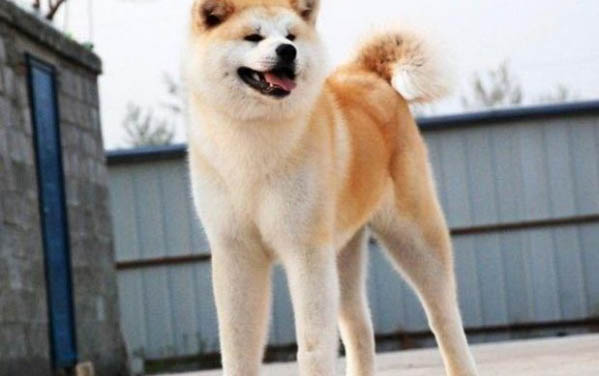 秋田犬和柴犬的區別有哪些