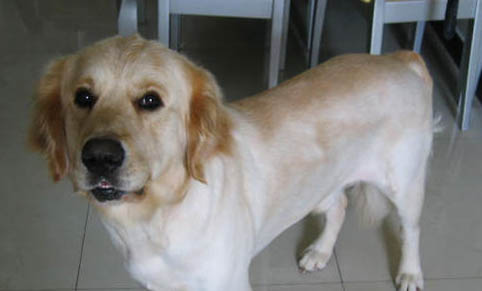 金毛犬會咬人嗎