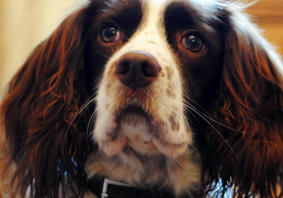 哪里有史賓格犬舍