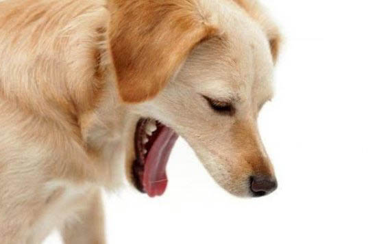 狗狗脫皮是什么原因
