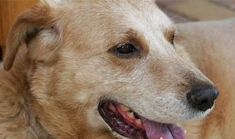 狗狗懷孕多久能生小狗
