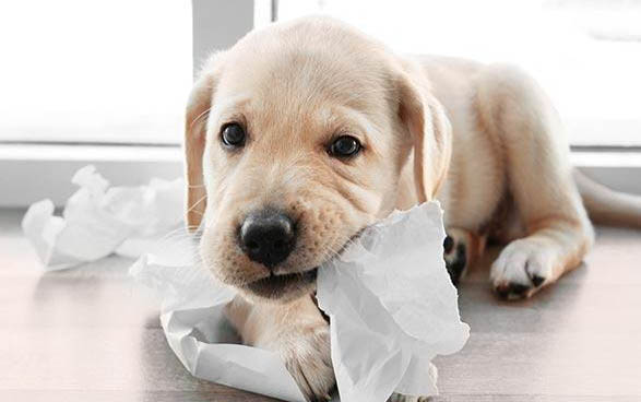 哪里有金毛幼犬出售
