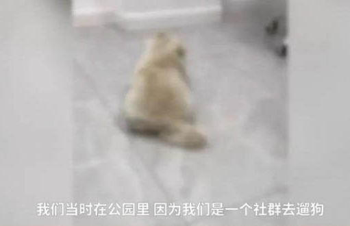 小狗得了細小病毒用什么藥