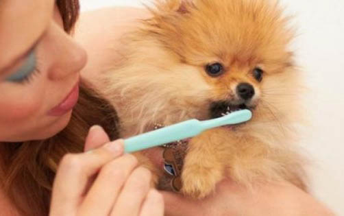狗狗吃了吐的原因及處理方法
