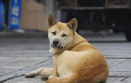 狗狗眼睛紅血絲