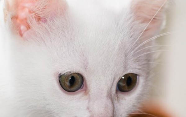 貓咪撓耳朵正常嗎