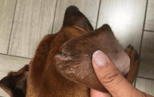 為什么狗狗不會得牙周炎