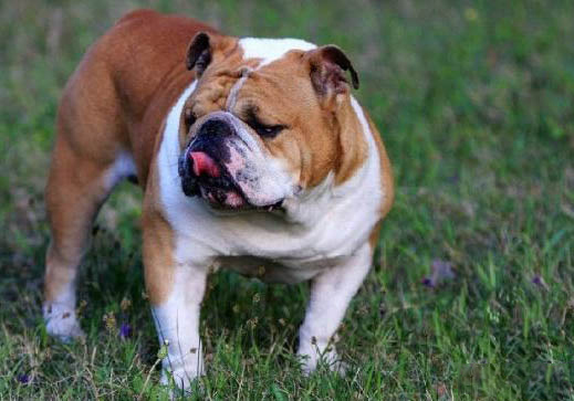英國斗牛犬適合看家嗎