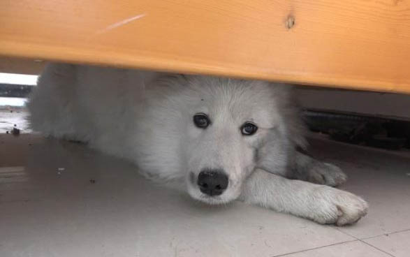 狗狗發燒會有哪些癥狀