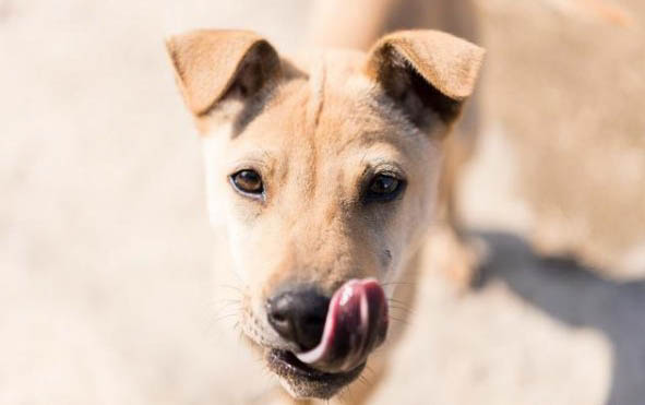 狗狗犬瘟血清后一般多久會失效?
