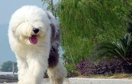 狗狗感冒了不吃藥可以自愈嗎