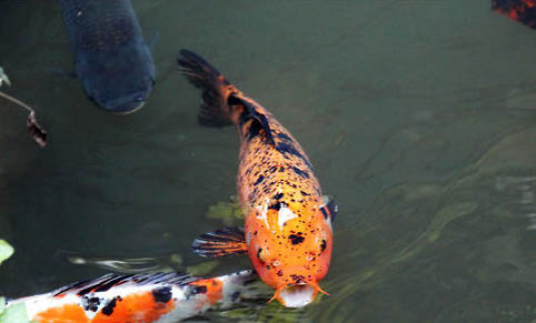 神仙魚多長(zhǎng)時(shí)間換一次水