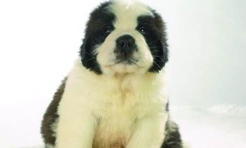 幼犬吃什么食物比較好