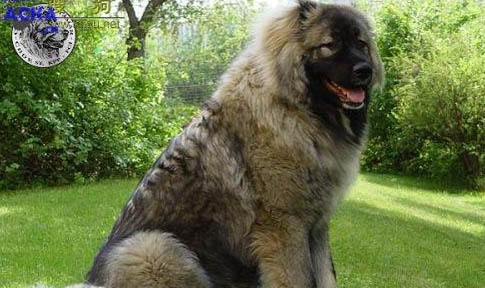 犬用益生菌哪個牌子好