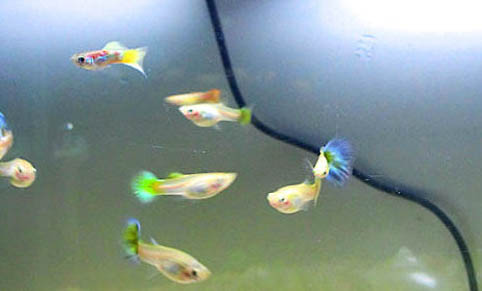孔雀魚的紋理分類介紹