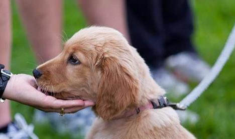 布列塔尼犬吐了需要怎么辦