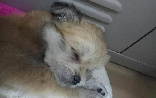 狗狗為什么會得膀胱炎