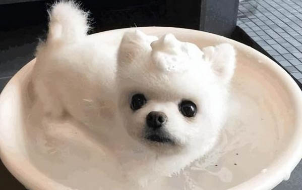 狗狗肝腹水可以自愈嗎