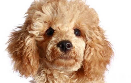 貴賓犬臭的原因及處理方法