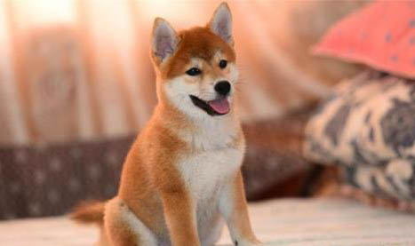 為什么不能養日本柴犬