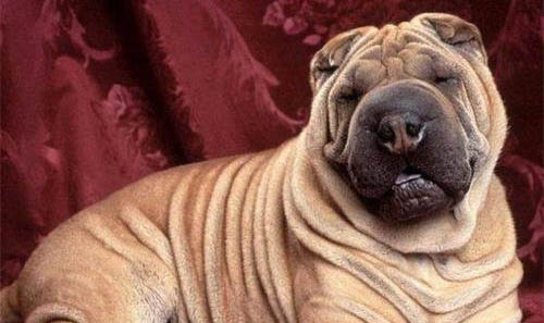 中國沙皮犬干咳是什么原因