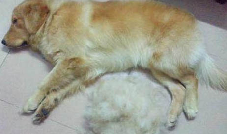 小型寵物犬品種大全適合家養(yǎng)的狗有哪些