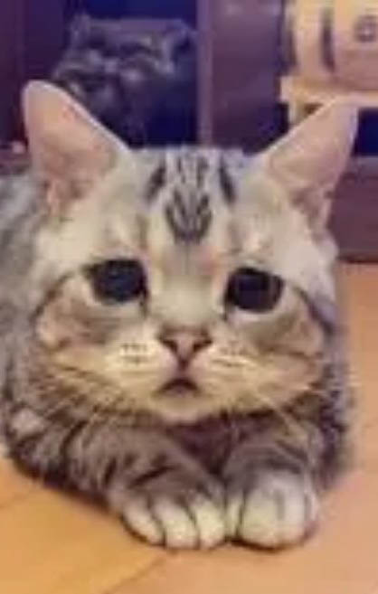 貓咪傷口怎么處理呢？