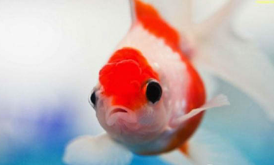 金魚死亡的原因及處理方法