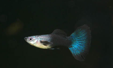 小孔雀魚可以曬太陽嗎
