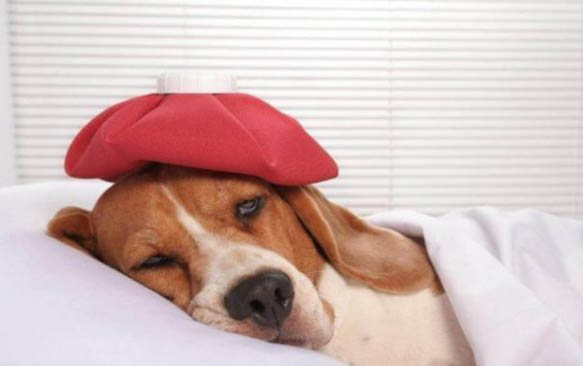 狗狗睡眠時(shí)間多久
