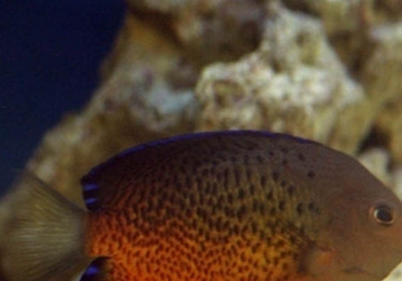 斑馬魚可以和燈魚混養
