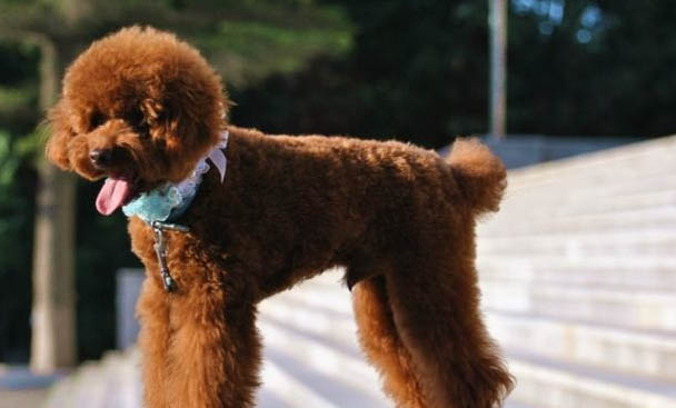 貴賓犬聰明在哪里