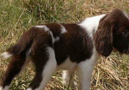 史賓格犬有哪些毛??？