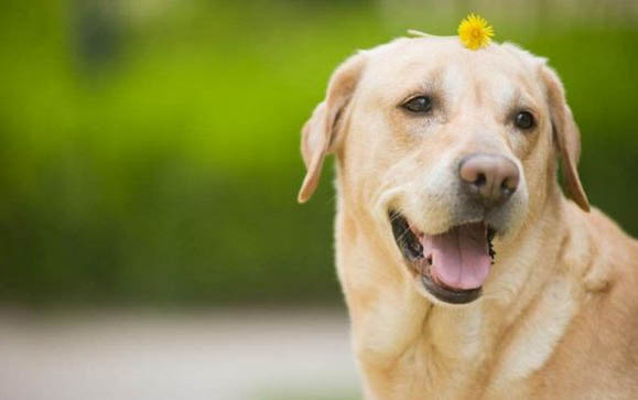 中大型犬如何選狗糧品牌好