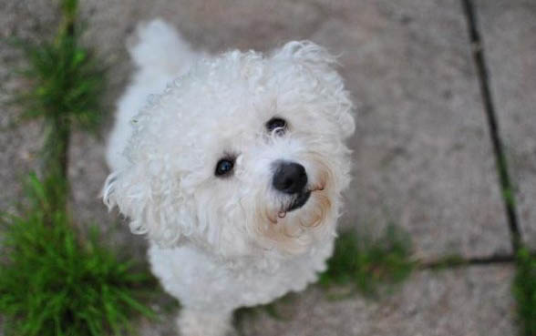 比熊犬淚痕的產生原因及處理方法