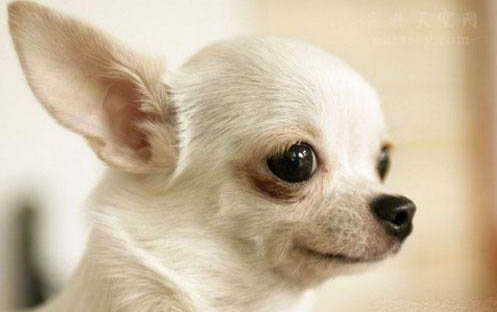 哈士奇犬幼犬怎么飼養