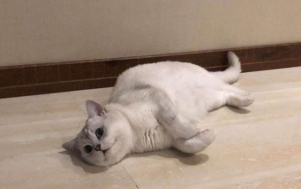 貓咪經常流眼淚怎么回事